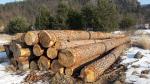 Zaagrondhout