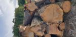 Kersenboom Zaagrondhout |  Hardhout | Rondhout | 19th-Wood s.r.o.