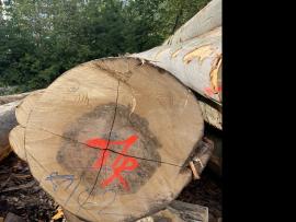 Beuk Fineerrondhout |  Hardhout | Rondhout | SF WOOD, s. r. o.