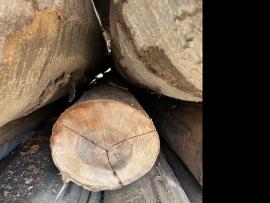 Beuk Fineerrondhout |  Hardhout | Rondhout | SF WOOD, s. r. o.