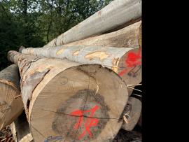 Beuk Fineerrondhout |  Hardhout | Rondhout | SF WOOD, s. r. o.