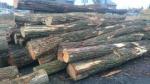 Acacia Zaagrondhout |  Hardhout | Rondhout | TRANS-WOOD